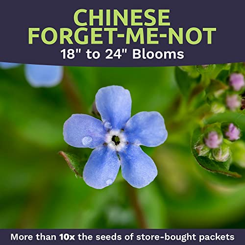 Chinese Forget Me Not Wildflower Seeds - Bulk 1 Ounce Packet - Over 5,500 Open Pollinated Seeds - Blue Cynoglossum Amabile #TOP3