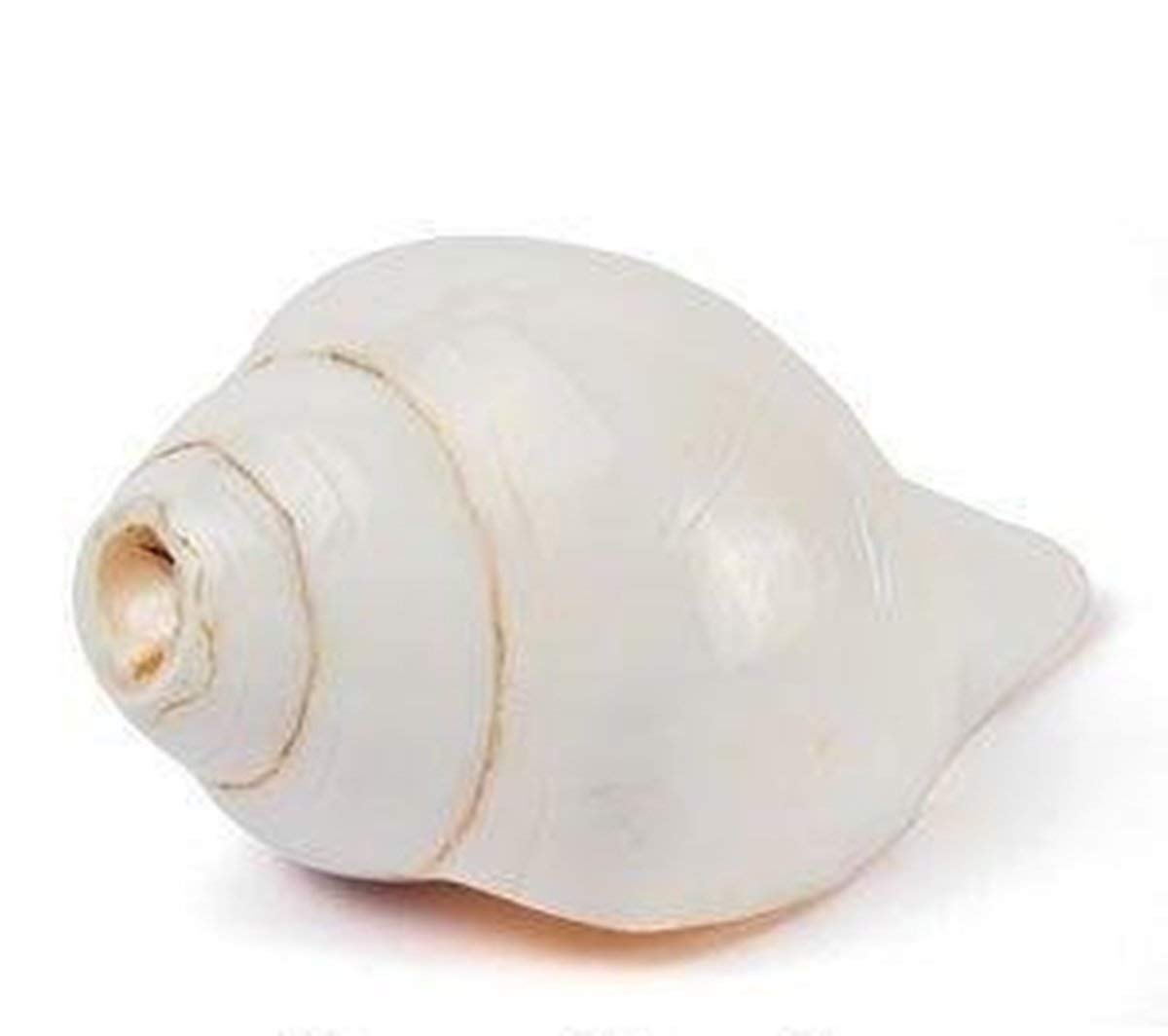 Divya Shakti White Vamvarti and Blowing Shankh (Bajnewala) / conch 5 -INCHES LONG (Religious Item)