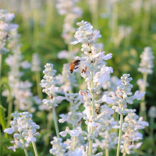 semi di lavanda semi di perenne esotiche resistenti letto elevato giardino giardino bonsái 400pcs