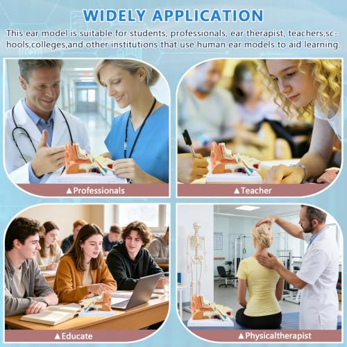 Image of 3 Times Human Ear Anatomy Model with Base, 3 Part Removable Structure with Detailed Labels for Science Classroom,Teaching Demonstration,Human Anatomy Study