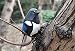 Imagen de TALKLEK Figuras de madera talladas a mano para pájaros pequeños para decoración del hogar