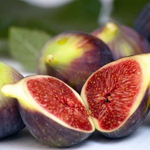 2 Fig Trees Celeste Large Fig Fruit Plant 20 Inches Ornaments Perennial Garden Simple To Grow Pots #TOP2
