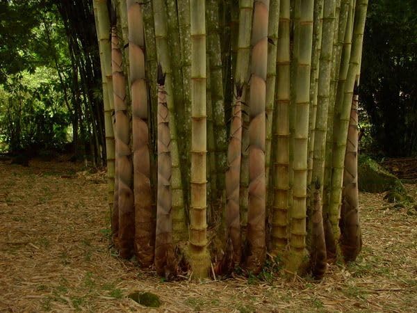 Miniatura 3 de Dendrocalamus Asper Bamboo  1 planta viva  Bambú gigante de rápido crecimiento  Ideal para espacios verdes de interiorexterior, paisajismo y
