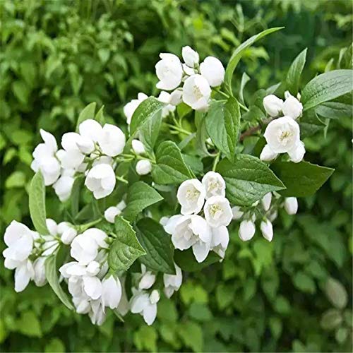 通用 50g Té de Flores Jazmín a principios de la Primavera Té de Hierbas floreciente orgánico 100% Natural - Imagen 8