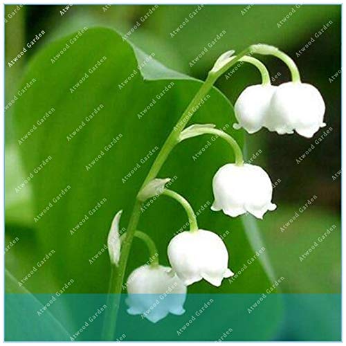 Seeds Virtue zlking 50 pcs Lily of The Valley Indoor Flower Rare Bell Orchid Color Bonsai Plants Balcony in vase Domestic Garden: Only Seeds