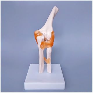 Educational Model Elbow Joint Model Human Skeleton Model Elbow Joint Model Medical Anatomical Elbow Joint Model with Flexible Ligament,Medical Models
