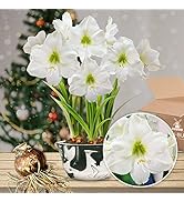 Amaryllis Zwiebel White Star, 1 Zwiebel groß 26/30, Exklusive Blumenzwiebeln, Pflanzen und Blumen...