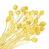 PATIKIL 16 Zoll Getrocknete Blumen für Vase, 30 Stück Mini Kiefernkugelblumen Natürlicher Blumenstrauß Bulk Herbst Getrocknete für Zuhause Hochzeit Braut Dekor Party, Gelb(Stiel)