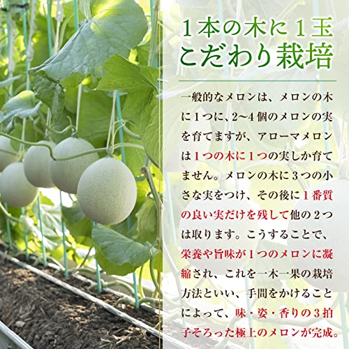 Amazon.co.jp: アローマメロン 赤肉 アールスメロン 各1玉 計2玉 静岡