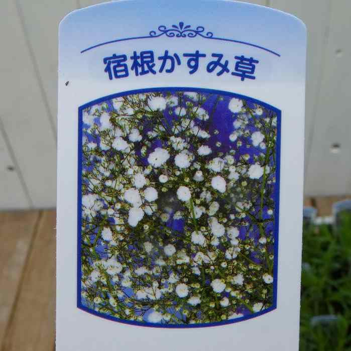 宿根性カスミソウ　1苗 楽天市場】【単品 / 3個セット】宿根カスミ草 一重～八重咲き ホワイト