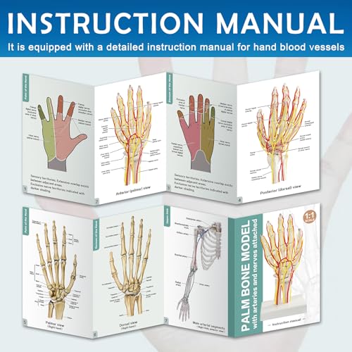 Image of Hand Artery Model, Hand Model, Life-Size Hand Skeleton Model with Arteries - Detailed Anatomy for Medical Research and Patient Education