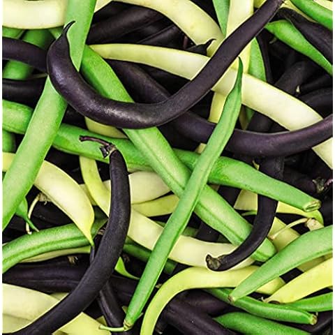 Thompson and Morgan Dwarf Bean Colour Mix Cover