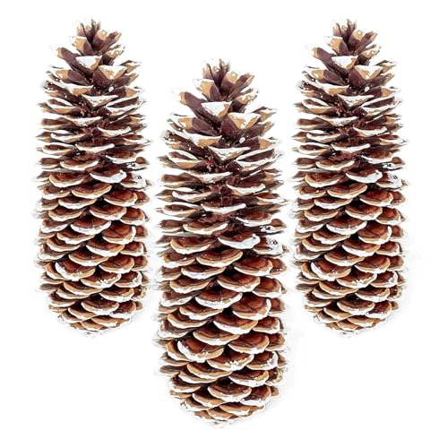 GS Foliage Large Pine Cones for Crafts, 9-12 Inch Extra Large Frosted Sugar Pinecones - Set of 3 Natural Pine Cones for Christmas Tree Ornaments, Vase Fillers, Rustic Home & Holiday Décor - Frosted