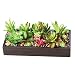 Realistic Succulent Mini Artificial Garden With Tray, Black