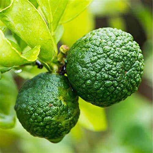 Qauzuy Garden 3 Makrut Kaffir Lime Seeds (Citrus Hystrix) - Fragrant Edible Leaves - Perennial Tropical Exotic Fruit Tree - Great For Container Pot - Easy To Grow #TOP4