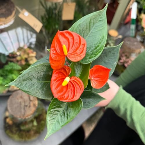 Image of Anthurium Live Plant with Plastic Pot | Air Purifying Flamingo Flower Plant | Rare Laceleaf Indoor Decorative Plant for Home Office