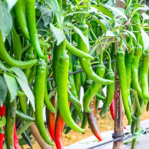 Image of Chilli Seeds inchHybrid inch For Home Gardening and Planting Organic inchChilli Seeds inch for Kitchen Garden, High Germination Rate, By Gromax India (Green Chilly)