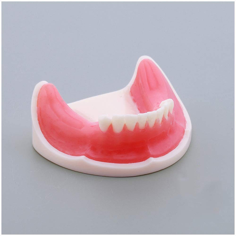 Sjdopulse A Teeth Implant Model - Lower Jaw Teeth Model - Dental Teeth Study Teaching Model - For Teeth Implant Demonstration Model, Oral Cavity Medical Teaching Model (A)