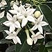 Jazmín de Madagascar - Stephanotis - Maceta 12cm. - Altura aprox. 45cm. - Planta viva - (Envíos sólo a Península)