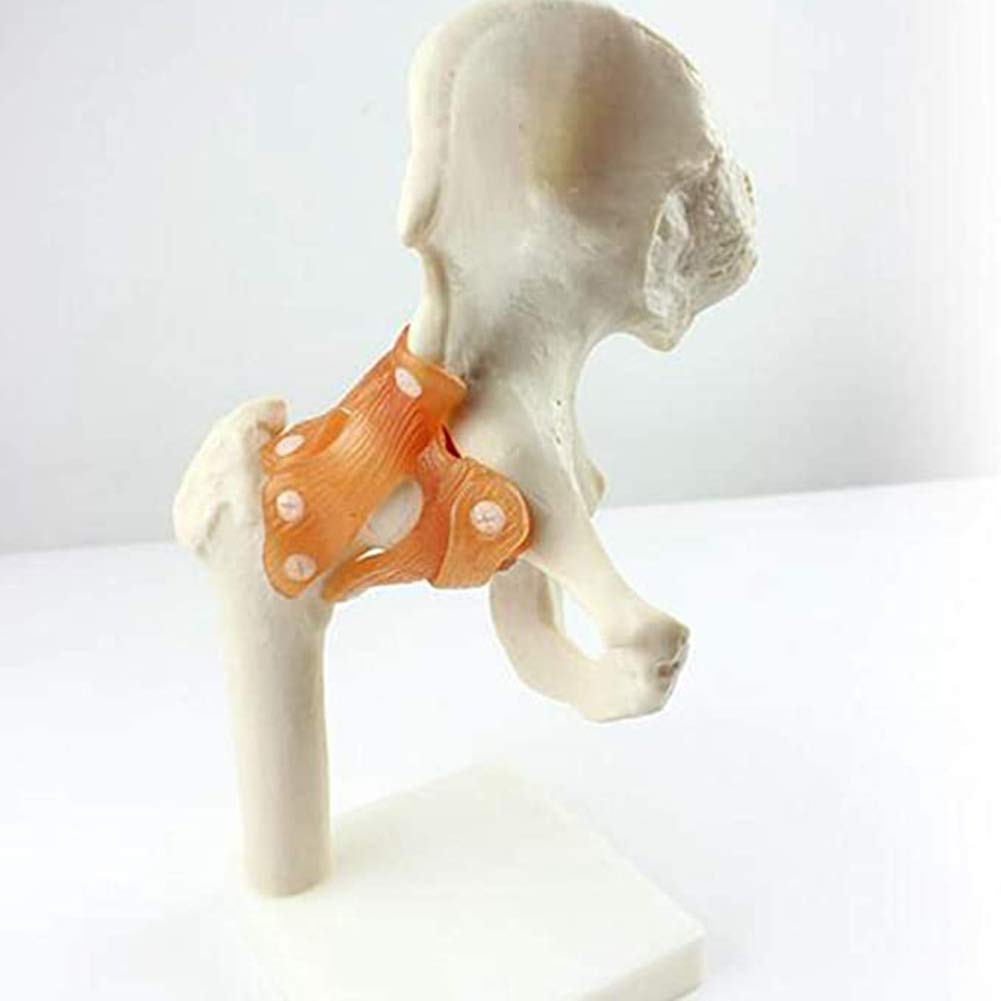 QTWW 1:1 Life Size Hip Joint Model Femoral Joint Functional Human Skeleton Anatomy,full Anatomical Model, for Anatomy, Art