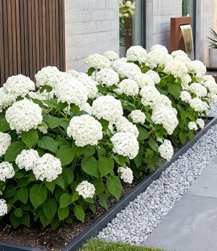 BALDUR Garten 3x Schneeball-Hortensie Annabelle; Pflanzen im 9x9 cm-Topf Gartenhortensie winterhart & pflegeleicht Hydrangea arborescens blühend großblumige Freiland-Hortensie