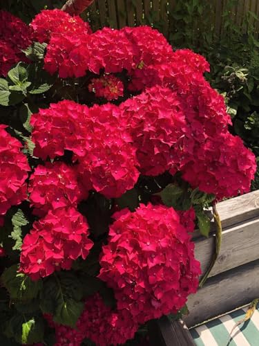 YGNHIJKD Live Hydrangea Plant - Perennial Flowering Shrub - Magical Hardy Balcony Rare Species Ornamental Value (1 G)