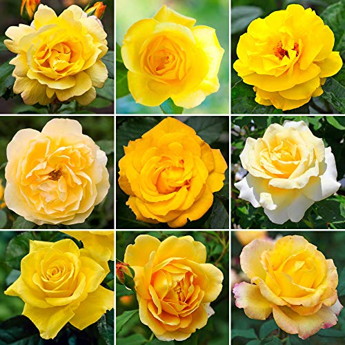 Image of GardenersDream Yellow Rose Bush Potted - Outdoor Garden Plants Ready to Plant - Climbing Roses for Garden with Fragrant Flower Rose Trees - Colourful Roses for Outdoor Gardens - (20-50cm Incl. Pot)