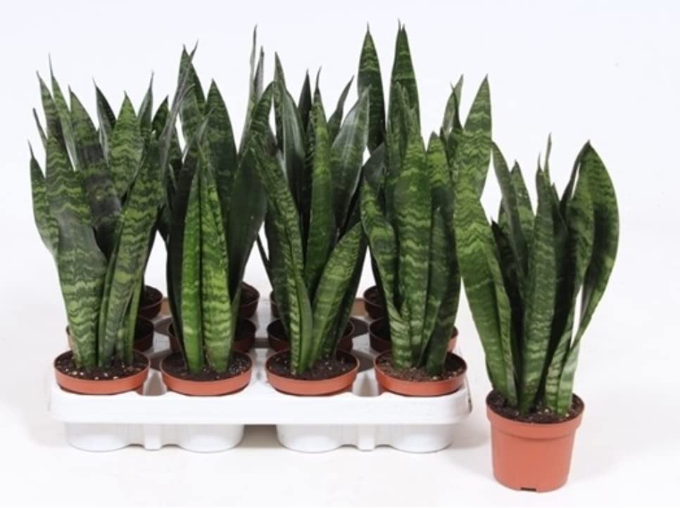 Sansevieria Trifasciata Black Coral Mother Tongue in 9 cm Pot Approx 30 cm Height