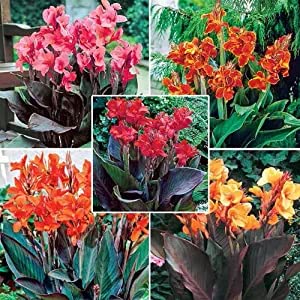 Dwarf imported Canna Lily Holy Flower Bulbs Fresh Rhizomes Perennial Gardening (Pack of 4 The Multi Mix Canna Lily) (B09NDNRGS8) Amazon Price History, Amazon Price Tracker