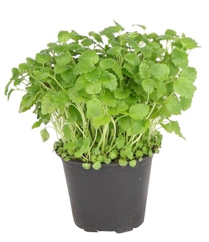 Melisa Natural planta Anti Estrés que Favorece el Sueño