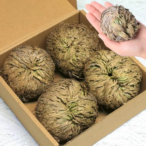 4-Pack Large Premium Dried Rose of Jericho Selaginella Resurrection Grass