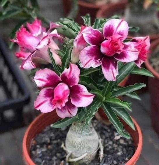 Crown Gallery® Imported Variety Adenium Flower Seeds Mixed Color For