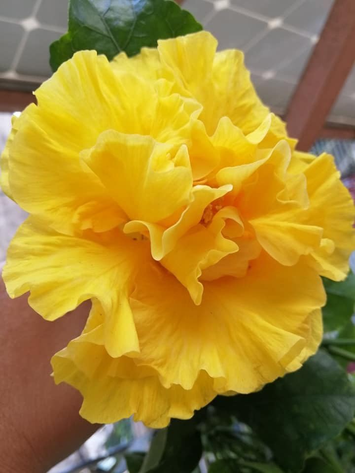 SVG® Hibiscus Imported Flower All Color Seeds, 30-40 seed (yellow) (B0CZ7BZNQW) Amazon Price History, Amazon Price Tracker