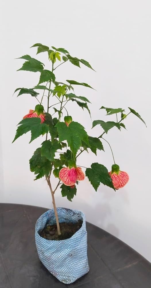 Japanese Lantern Hibiscus Live Plant - Lanthan Joba (Rare Red Coral) Exotic Flowering Shrub, Pack of 1 Healthy Live Plant, Without Pot-image-32