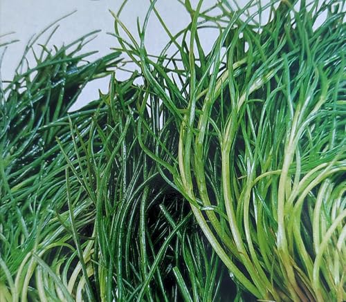 50 Samen Agretti Mönchsbart Salzkraut Salsola Soda Gemüse mediterran