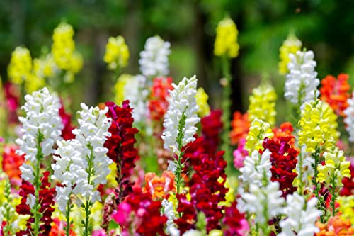Snapdragon Seeds, 5000 Flower Seeds Per Packet, (Notswoh's Seeds) #TOP1