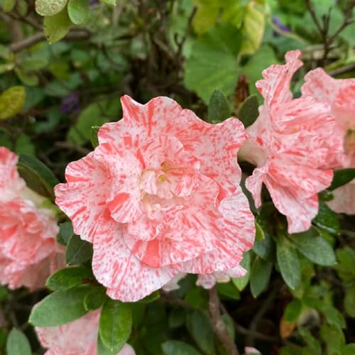 Azalea Seeds, Deciduous Shrub, Fall Color, Seasonal Change, Leaf Drop 80pcs