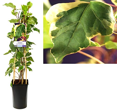 EDERA DI MARENGO, pianta da esterno rampicante, pianta vera