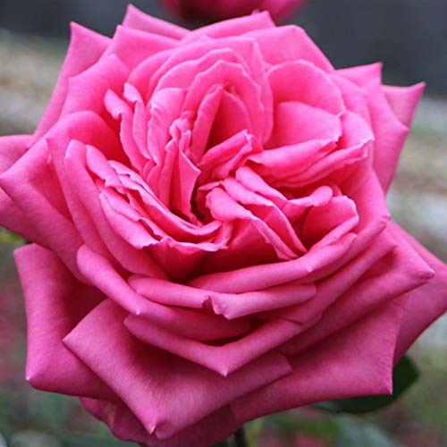 Preisvergleich Produktbild Edelrose 'Duftrausch'®, violett-rose`, duftende Buschrose, wurzelnackt, winterhart, robust, mehrjährig, Qualität aus Müllers Baumschule, inkl. Pflanz- und Pflegeanleitung