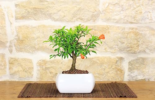 Bonsai de granada en una maceta cuadrada blanca