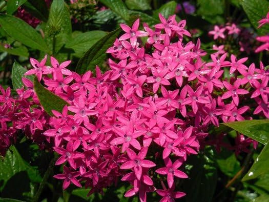 Pentas Lanceolata Jessica Punch Live Plants | Pack of 2 (Two) | 5-9' Tall | Egyptian Starcluster | Heat Tolerant Outdoor Patio & Garden Flowers | High Nectar Butterfly Magnet