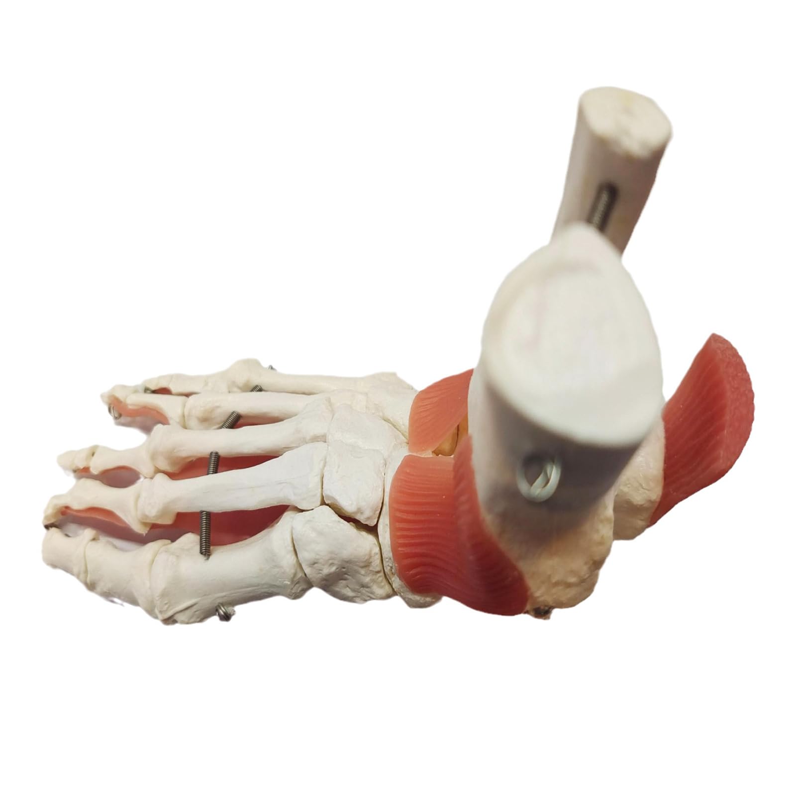 Yrqmgsf B Foot Ankle Skeleton Model - Educational Endable Right Foot Skeleton One Model - Life Size For Teaching Demonstration Research Display,