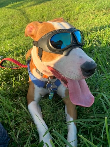 NAMSAN Dog Goggles Small Breed, UV-Protection Doggie Sunglasses for Small to Medium Dogs, Soft Doggy Eye Protection, Anti-Fog Anti-Dust Windproof Snowproof, Adjustable Straps, Blue Lens - Thumbnail 6