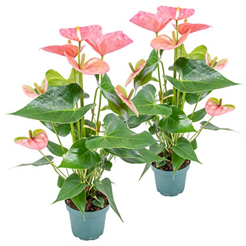 Bloomique - 2er Set - Anthurium Andreanum - Rosa - Flamingoblume - Blühende Zimmerpflanzen - Pflegeleicht - Höhe 30-40 cm - Topf 12 cm