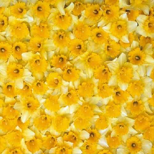 Daffodils Gift Wrapping Paper Set Health & Household