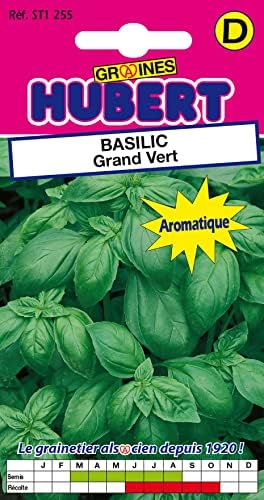 Basilic Grand Vert Génois - Ocimum Basilicum 'genovese' - Bio - La