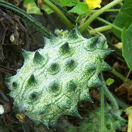 VietFA 7 Kiwano Melon Sáº¸áº¸DS for Pláº¡nting
