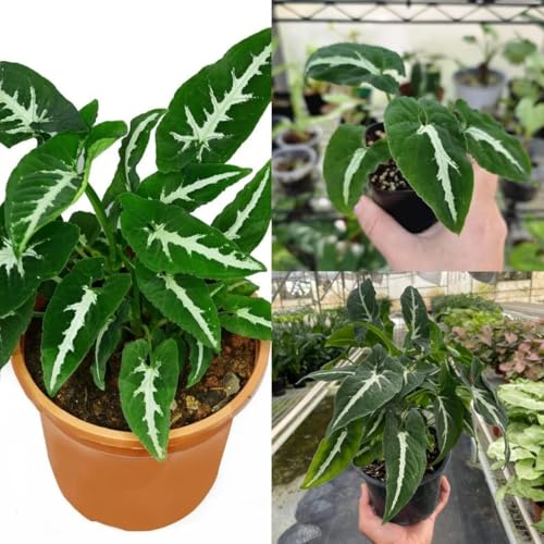 Syngonium Wendlandii Air Purifying Natural Live Plant Latest Arri...