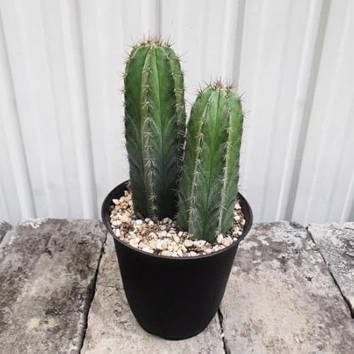  _tiCWJNj S Polaskia chichipe