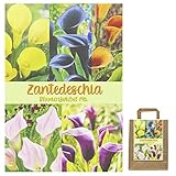 ✅ 100% ZUFRIEDEN: schöne Pflanzen für den Sommer - einfache und pflegeleichte Anwendung - lässt ihr zu Hause erstrahlen und locken speziell Bienen und Schmetterlinge an und bieten den bedrohten Tieren ein zu Hause